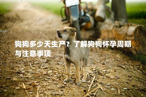 狗狗多少天生產(chǎn)？了解狗狗懷孕周期與注意事項