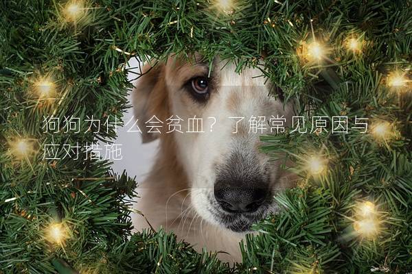 狗狗為什么會貧血？了解常見原因與應(yīng)對措施