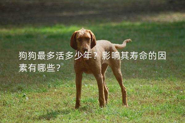 狗狗最多活多少年？影響其壽命的因素有哪些？