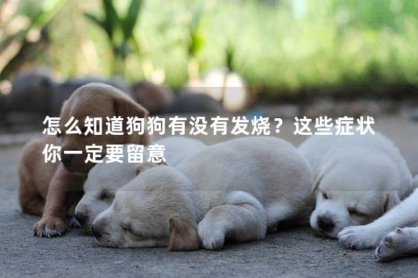 怎么知道狗狗有沒有發(fā)燒？這些癥狀你一定要留意