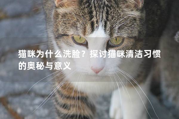 貓咪為什么洗臉？探討貓咪清潔習慣的奧秘與意義