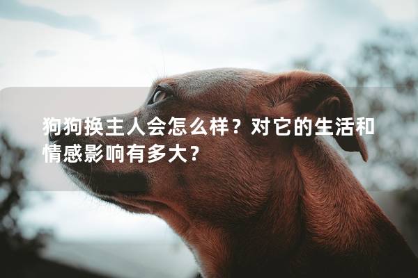 狗狗換主人會怎么樣?對它的生活和情感影響有多大? 狗狗換主人會怎么樣?對它的生活和情感影響有多大?