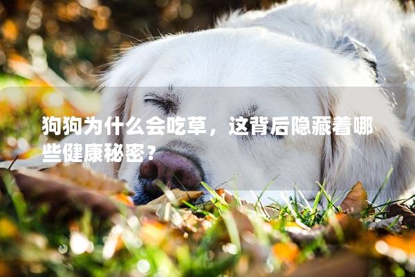 狗狗為什么會吃草，這背后隱藏著哪些健康秘密？