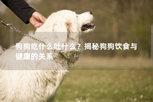 狗狗吃什么吐什么？揭秘狗狗飲食與健康的關(guān)系
