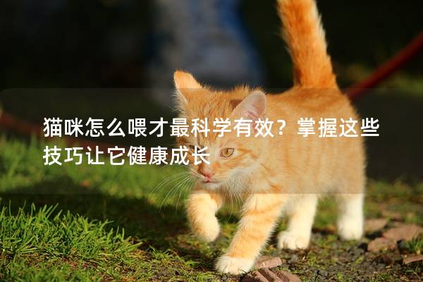 貓咪怎么喂才最科學(xué)有效?掌握這些技巧讓它健康成長