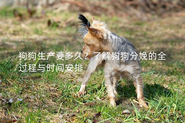 狗狗生產要多久？了解狗狗分娩的全過程與時間安排