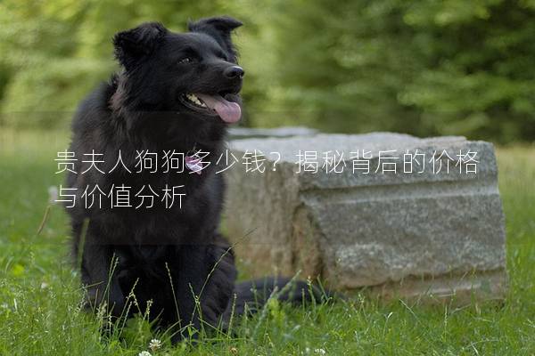 貴夫人狗狗多少錢？揭秘背后的價格與價值分析