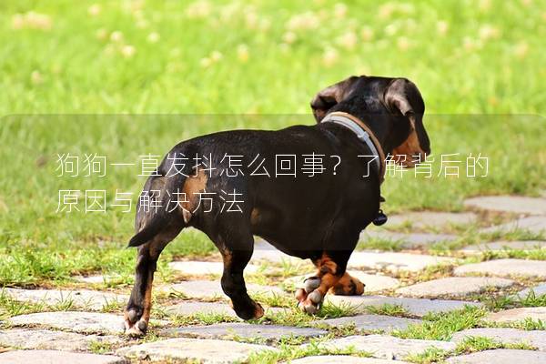 狗狗一直發抖怎么回事？了解背后的原因與解決方法