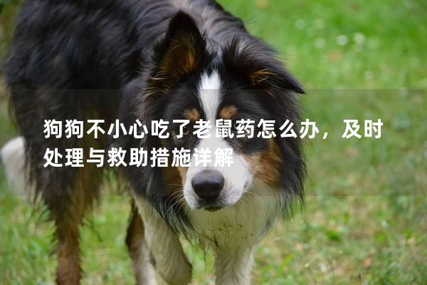 狗狗不小心吃了老鼠藥怎么辦，及時處理與救助措施詳解