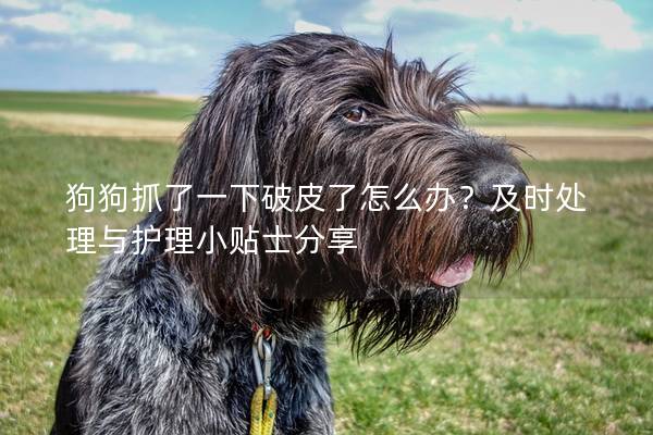 狗狗抓了一下破皮了怎么辦?及時(shí)處理與護(hù)理小貼士分享 狗狗抓了一下破皮了怎么辦?及時(shí)處理與護(hù)理小貼士分享