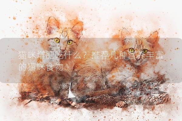 貓咪增肥吃什么？推薦幾種營養豐富的貓咪食物