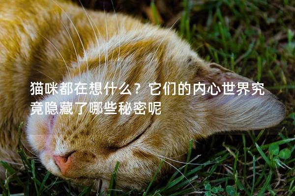 貓咪都在想什么？它們的內心世界究竟隱藏了哪些秘密呢