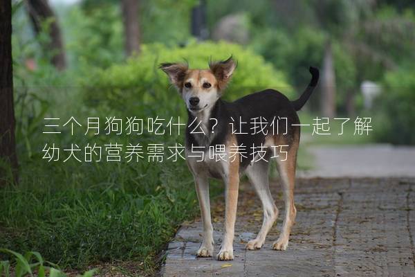三個月狗狗吃什么?讓我們一起了解幼犬的營養(yǎng)需求與喂養(yǎng)技巧 三個月狗狗吃什么?讓我們一起了解幼犬的營養(yǎng)需求與喂養(yǎng)技巧