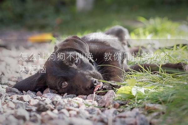 怎么讓狗狗不叫喚，教你幾招輕松解決煩惱