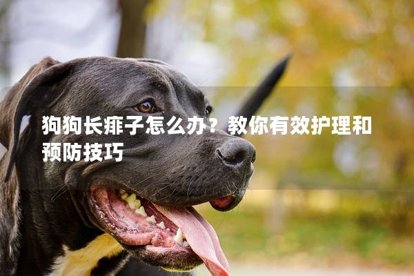 狗狗長痱子怎么辦？教你有效護(hù)理和預(yù)防技巧