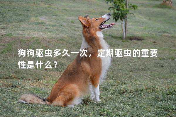 狗狗驅蟲多久一次,定期驅蟲的重要性是什么?