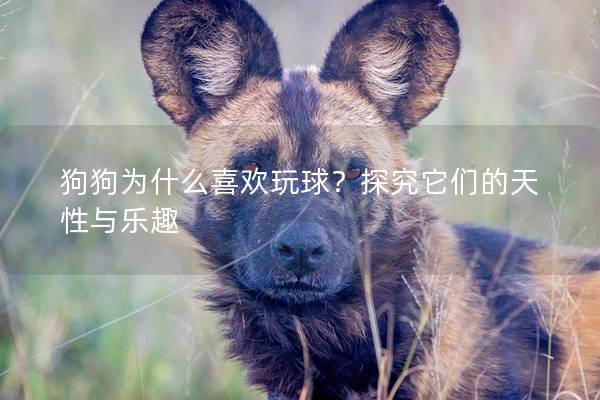 狗狗為什么喜歡玩球？探究它們的天性與樂趣
