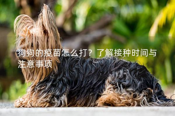 狗狗的疫苗怎么打？了解接種時(shí)間與注意事項(xiàng)