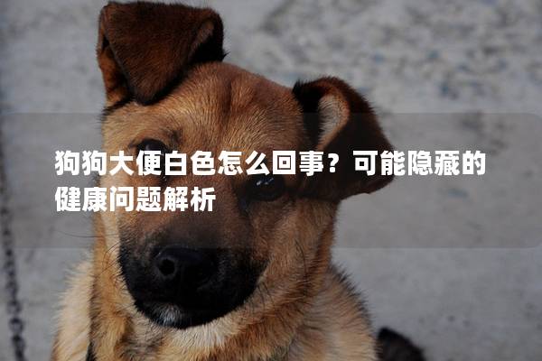 狗狗大便白色怎么回事？可能隱藏的健康問題解析