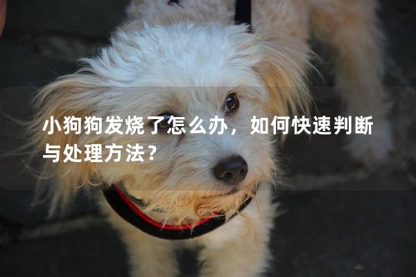 小狗狗發(fā)燒了怎么辦，如何快速判斷與處理方法？