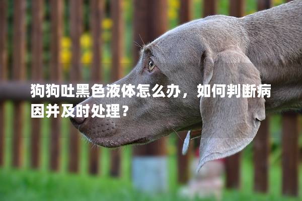 狗狗吐黑色液體怎么辦，如何判斷病因并及時(shí)處理？