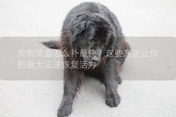狗狗貧血怎么補最快？這些方法讓你的愛犬迅速恢復活力