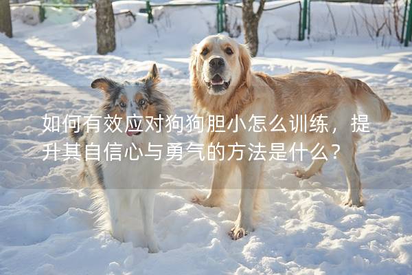 如何有效應(yīng)對狗狗膽小怎么訓(xùn)練,提升其自信心與勇氣的方法是什么? 如何有效應(yīng)對狗狗膽小怎么訓(xùn)練,提升其自信心與勇氣的方法是什么?
