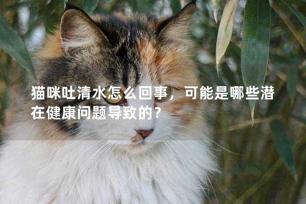 貓咪吐清水怎么回事，可能是哪些潛在健康問題導致的？