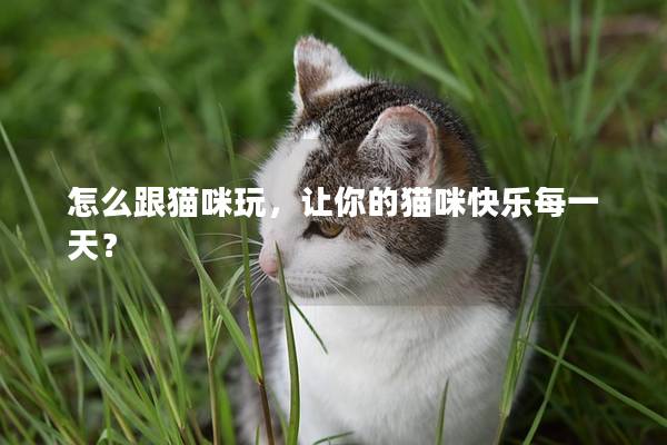 怎么跟貓咪玩，讓你的貓咪快樂每一天？