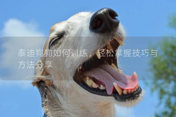 泰迪狗狗如何訓練,輕松掌握技巧與方法分享 泰迪狗狗如何訓練,輕松掌握技巧與方法分享