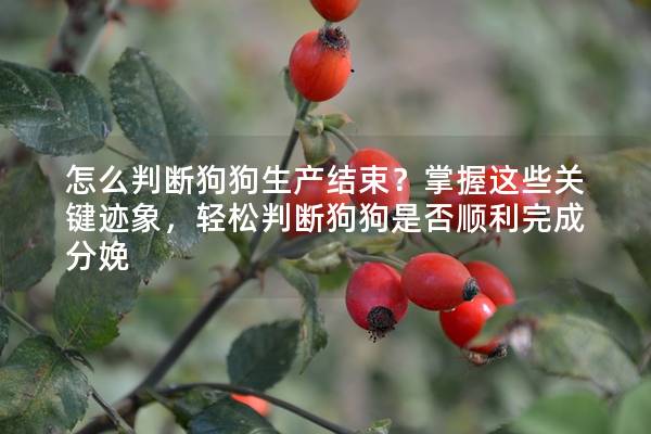 怎么判斷狗狗生產(chǎn)結(jié)束?掌握這些關(guān)鍵跡象,輕松判斷狗狗是否順利完成分娩