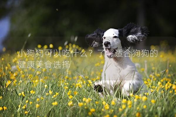 小狗狗可以吃什么？了解適合狗狗的健康美食選擇