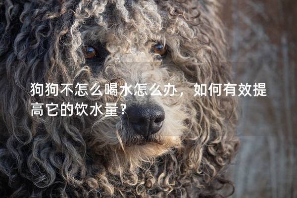 狗狗不怎么喝水怎么辦，如何有效提高它的飲水量？