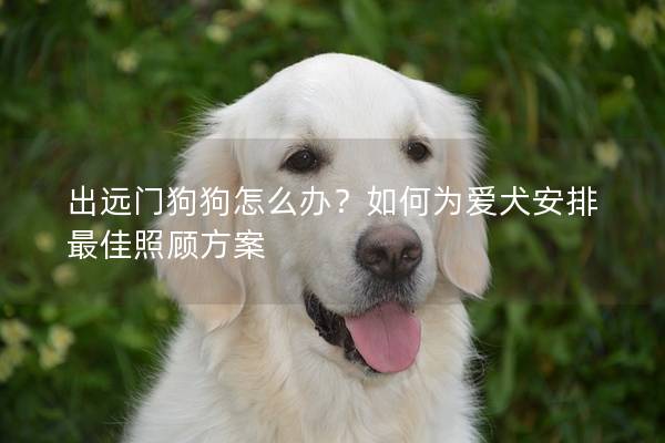出遠(yuǎn)門(mén)狗狗怎么辦？如何為愛(ài)犬安排最佳照顧方案