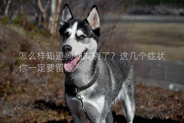 怎么樣知道狗狗發(fā)燒了？這幾個癥狀你一定要留意