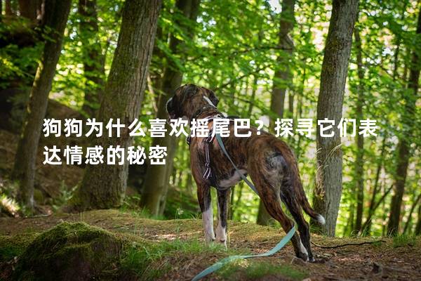 狗狗為什么喜歡搖尾巴？探尋它們表達情感的秘密