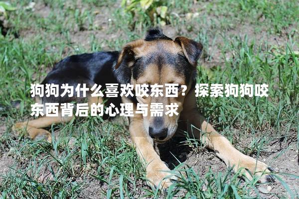 狗狗為什么喜歡咬東西？探索狗狗咬東西背后的心理與需求
