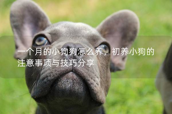 一個月的小狗狗怎么養,初養小狗的注意事項與技巧分享 一個月的小狗狗怎么養,初養小狗的注意事項與技巧分享