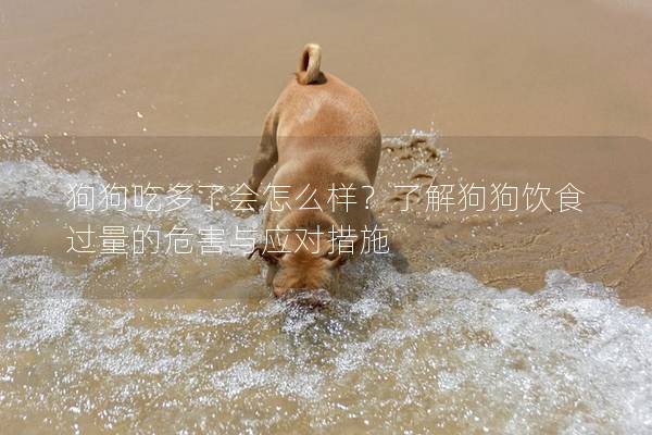 狗狗吃多了會怎么樣？了解狗狗飲食過量的危害與應對措施