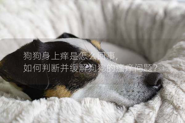 狗狗身上癢是怎么回事, 如何判斷并緩解狗狗的瘙癢問題？