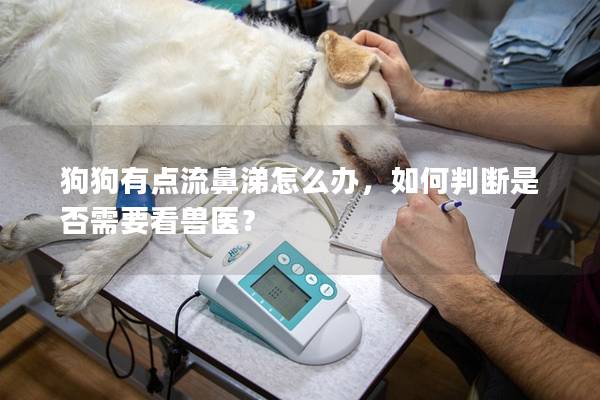 狗狗有點流鼻涕怎么辦，如何判斷是否需要看獸醫？