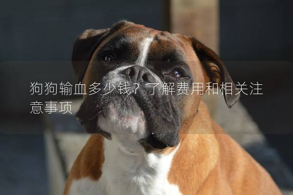 狗狗輸血多少錢？了解費用和相關注意事項