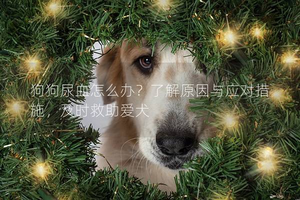 狗狗尿血怎么辦？了解原因與應對措施，及時救助愛犬