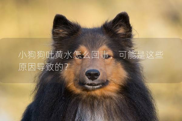 小狗狗吐黃水怎么回事，可能是這些原因導致的？
