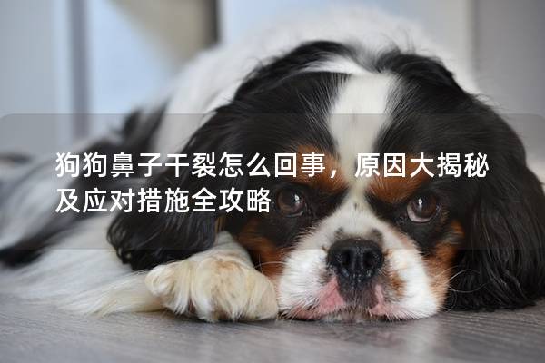 狗狗鼻子干裂怎么回事，原因大揭秘及應對措施全攻略