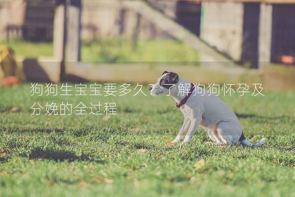 狗狗生寶寶要多久?了解狗狗懷孕及分娩的全過程 狗狗生寶寶要多久?了解狗狗懷孕及分娩的全過程