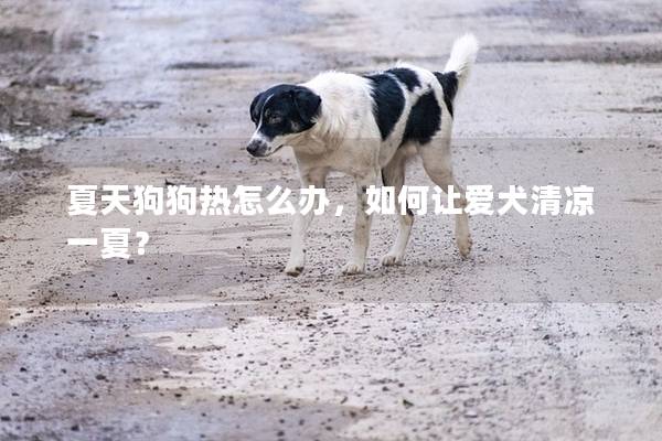 夏天狗狗熱怎么辦，如何讓愛犬清涼一夏？