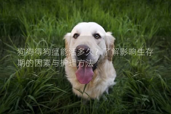 狗狗得狗瘟能活多久？了解影響生存期的因素與護(hù)理方法