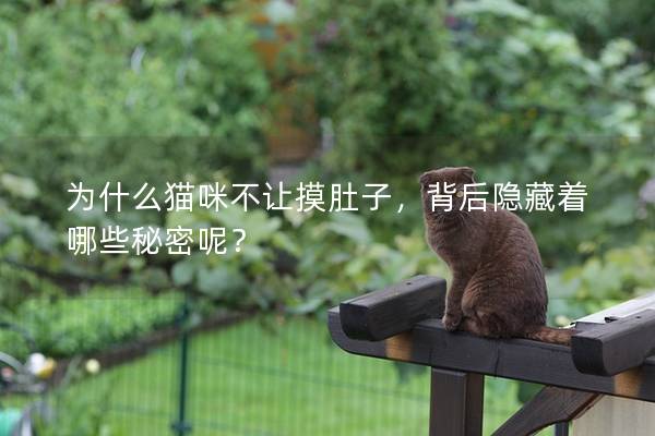 為什么貓咪不讓摸肚子，背后隱藏著哪些秘密呢？