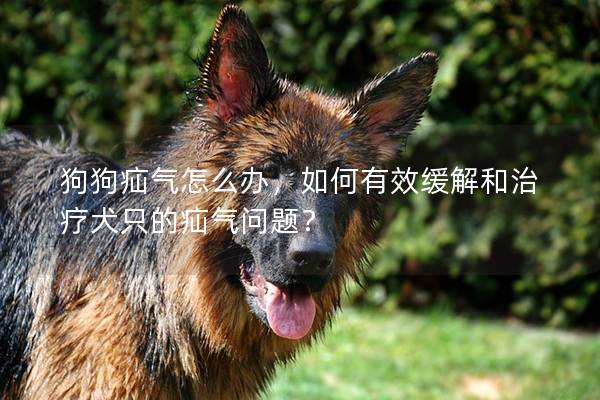 狗狗疝氣怎么辦，如何有效緩解和治療犬只的疝氣問題？
